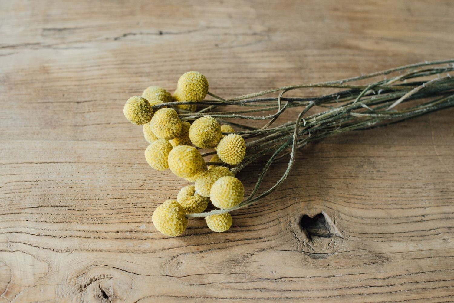 Trockenblume Craspedia globosa getrocknet im Bund mit 10 Stiele Trockenblumen, NaDeco