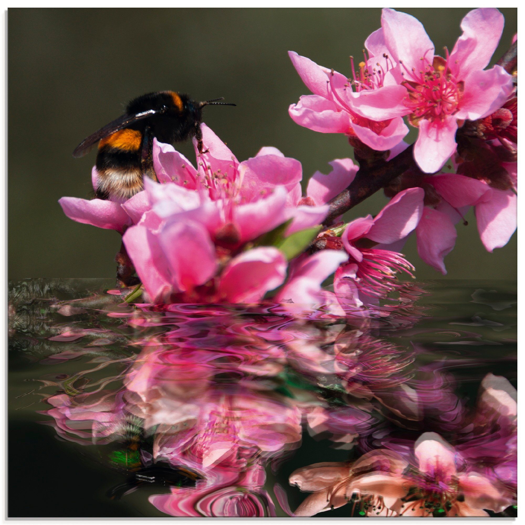 Artland Glasbild Pfirsichblüte mit Hummel, Blumen (1 St), in verschiedenen Größen