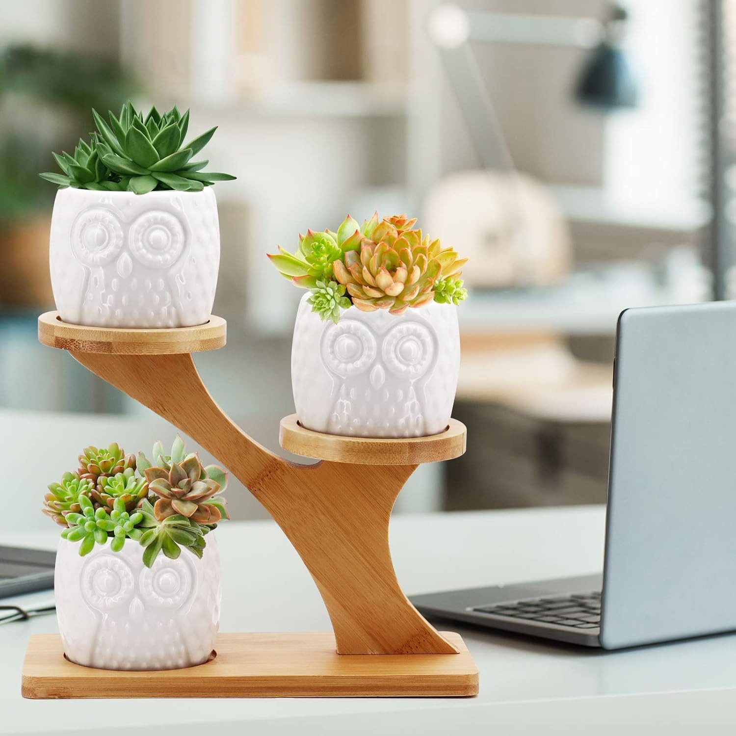 Refined Living Übertopf Sukkulenten Töpfe Keramik günstig online kaufen