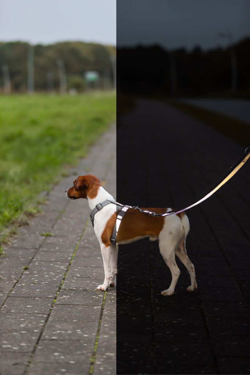 TRIXIE Hundeleine Premium Reflect Verlängerungsleine - grafit - 2,00 m/15 mm, Gurtband