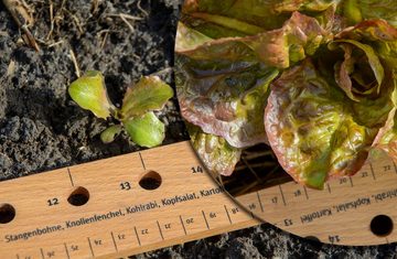 dobar Gemüsesamen, Pflanzen-Starter-Set aus Buchenholz mit 3 verschiedenen BIO-Saaten