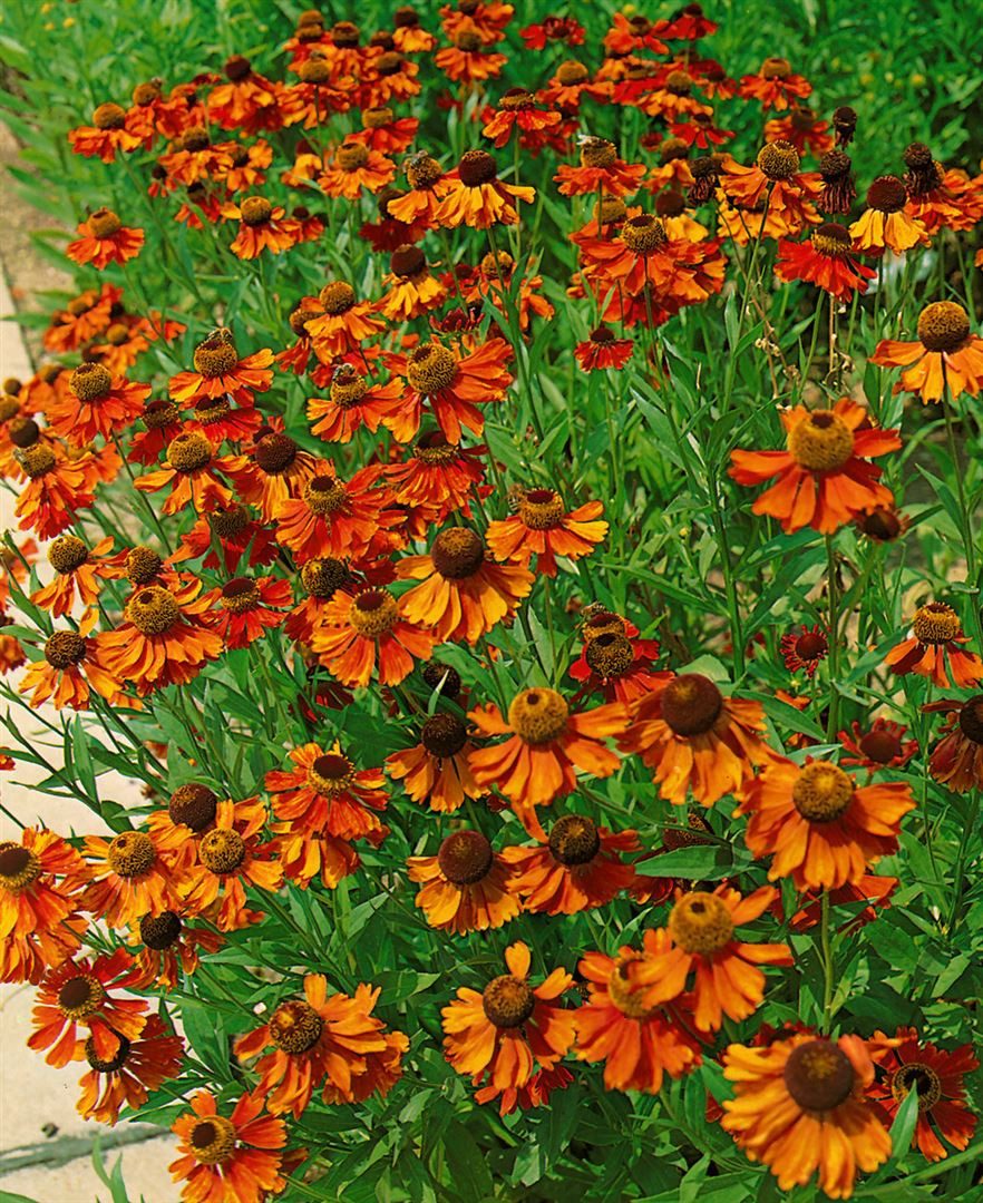 Pflanzen für Dich Staude Helenium 'Kanaria', 1 St., Sonnenbraut