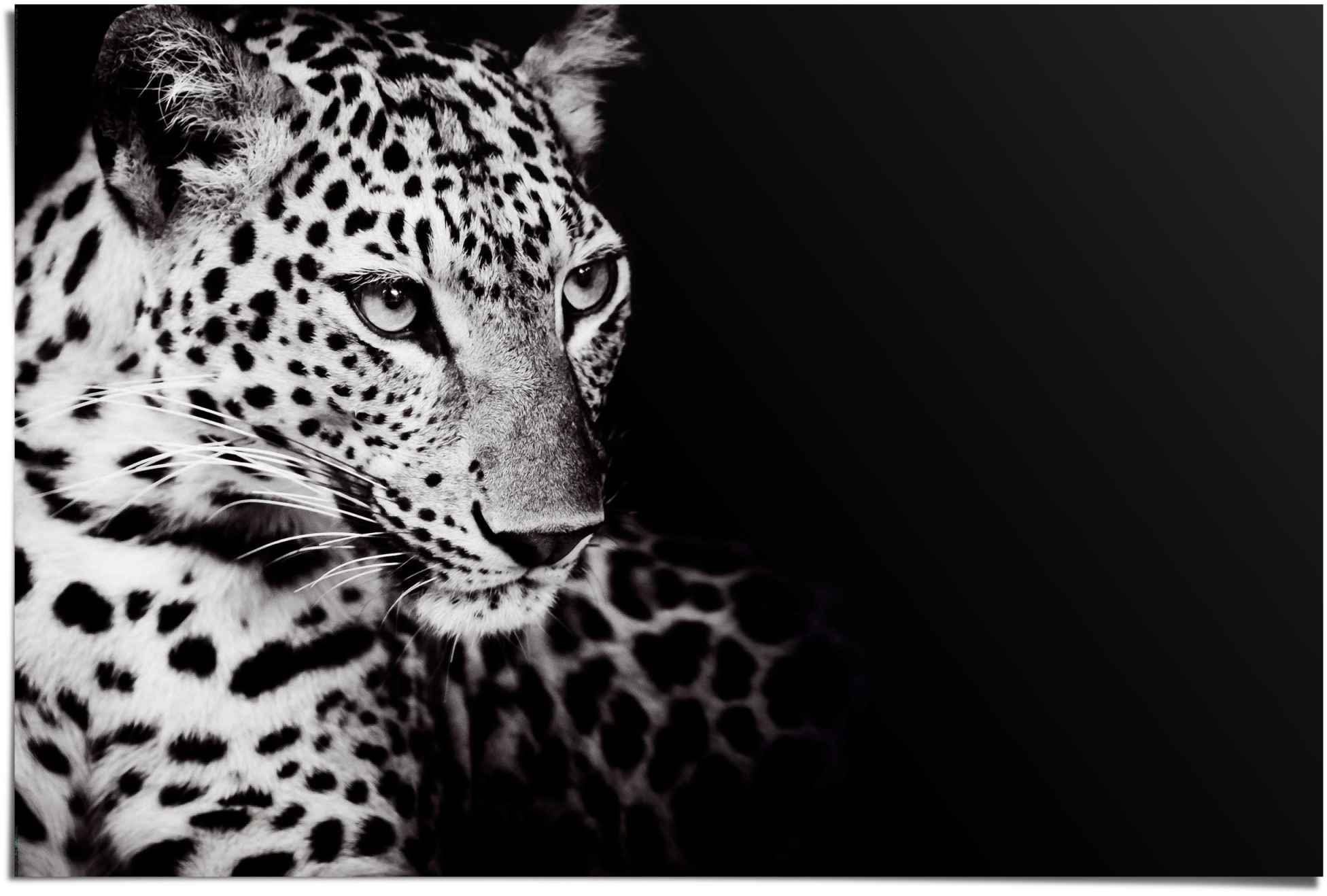 Reinders! Poster Könige der St) Leopard, (1 Natur