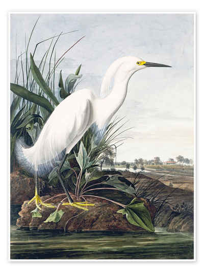 Posterlounge Poster John James Audubon, Schneereiher oder Weißer Egrat, Vintage Malerei