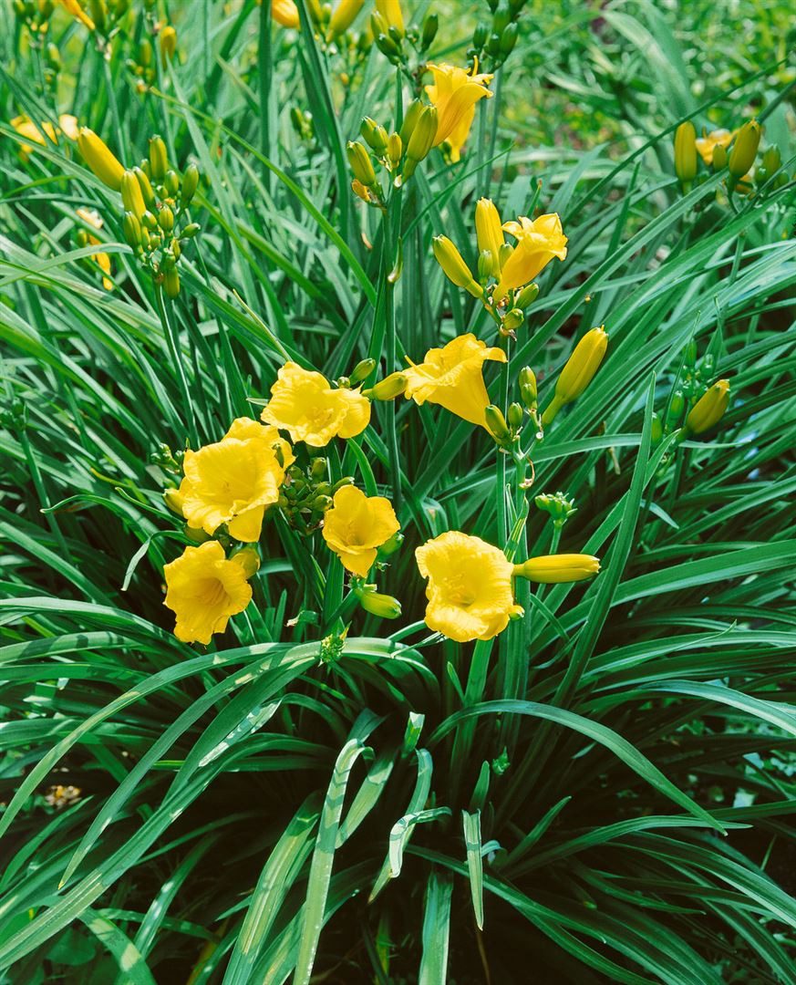Pflanzen für Dich Staude Hemerocallis cult. Mini Stella, 1 St., Taglilie
