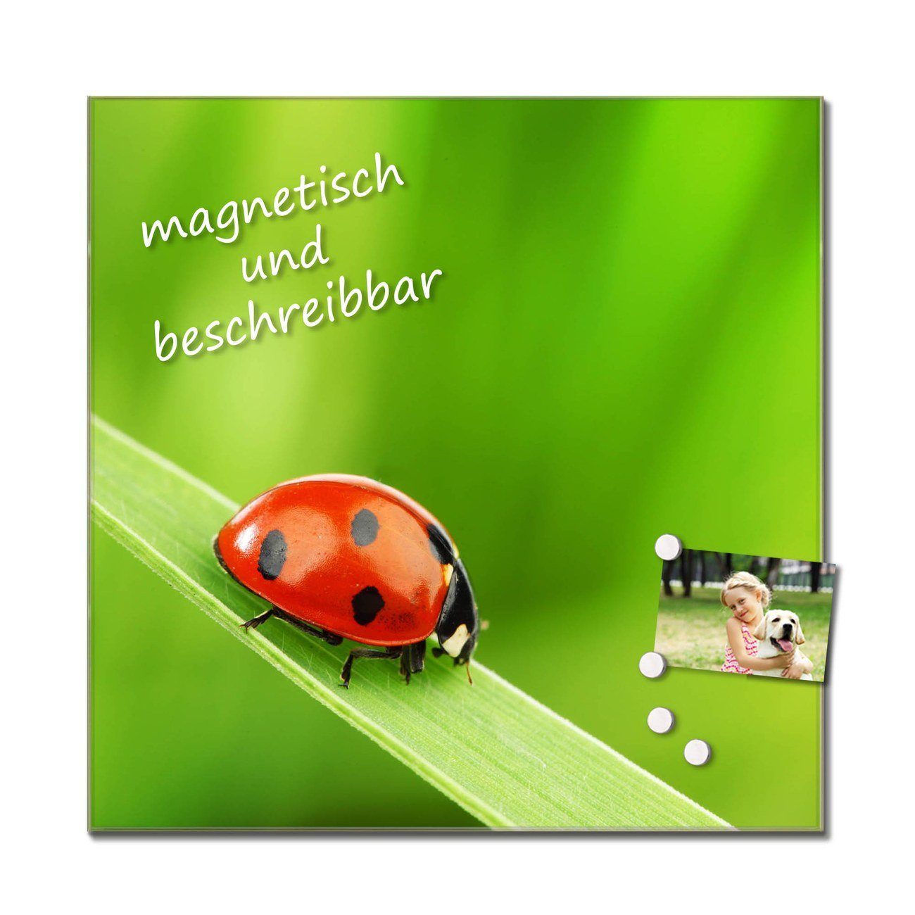 Kreidestift) Marienkäfer, Küchenrückwand Glas, Küchenrückwand (gehärtetes Magnete inklusive 4 & 1 banjado