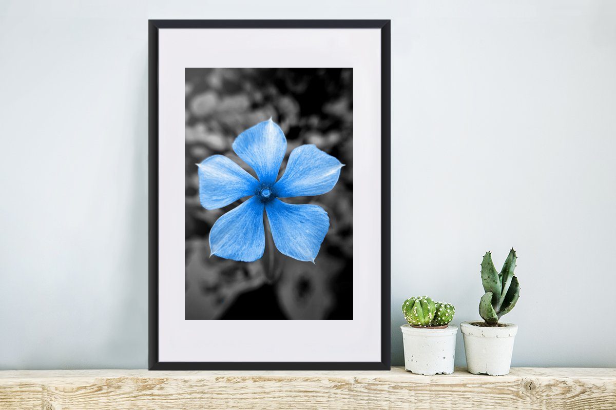 MuchoWow Poster Blumen Blau mit - St), Gerahmtes Poster, (1 - Rahmen, Kunstdruck, - Schwarzem Schwarz Weiß, Bilderrahmen