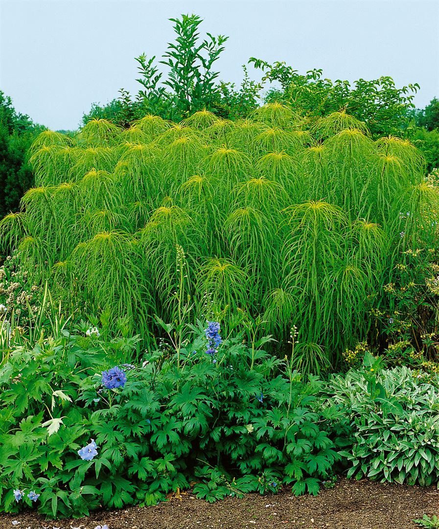 Pflanzen für Dich Staude Helianthus salicifolius, 1 St., Weidenblättrige Sonnenblume
