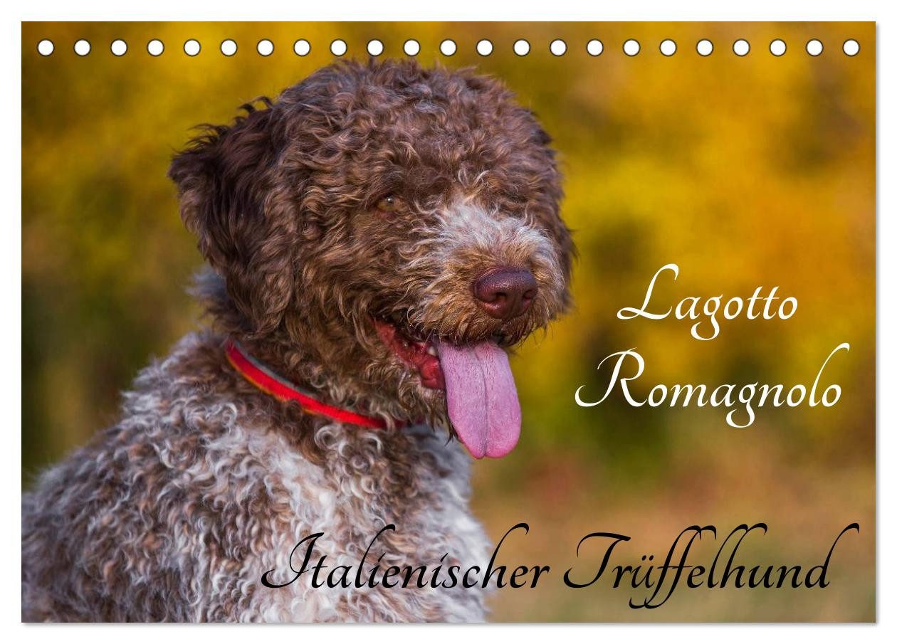 CALVENDO Wandkalender Lagotto Romagnolo - Italienischer Trüffelhund (Tischkalender 2026 DIN