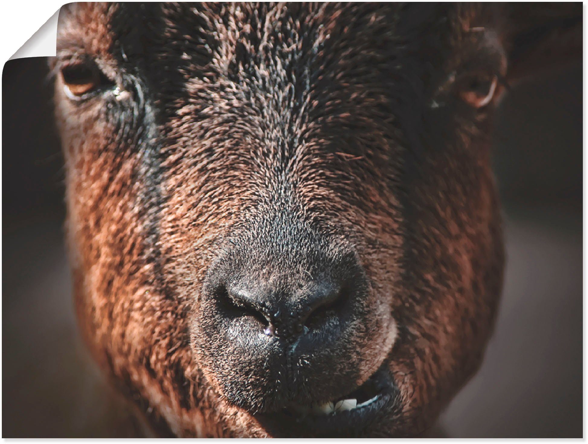 Artland Wandbild »Ziege im Zoo«, Haustiere (1 Stück), in vielen Größen