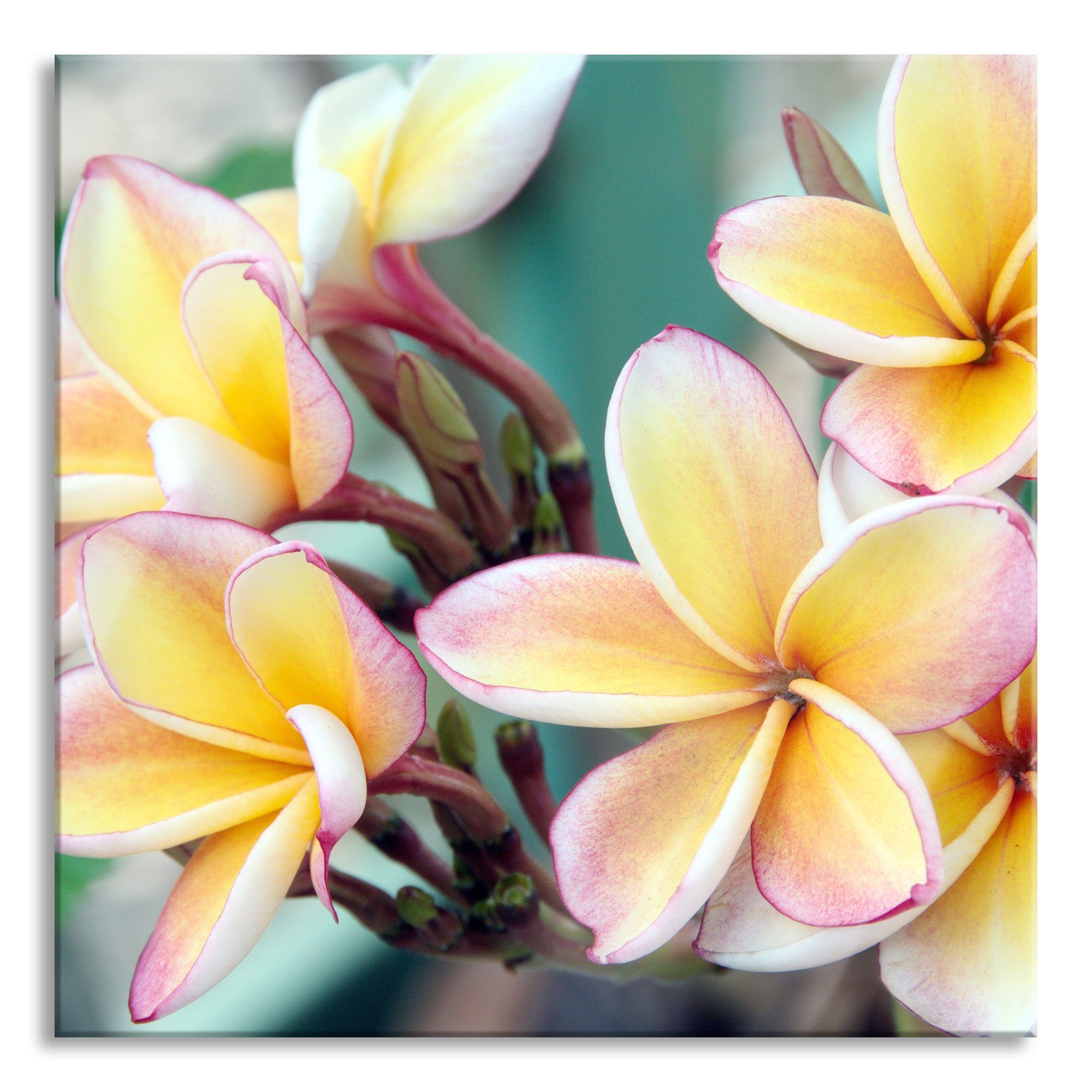 auf Abstandshalter (1 Pixxprint Echtglas, Monoi Hawaii und auf Aufhängungen St), Blüten inkl. aus Glasbild Blüten Hawaii, Glasbild Monoi