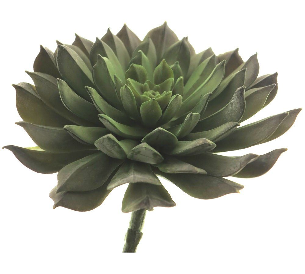 Kunstblume Rosetten Dickblatt Kunstpflanze Dekopflanze grün 15 cm Rosette, matches21 HOME & HOBBY, Höhe 105.4 cm. € 23,99