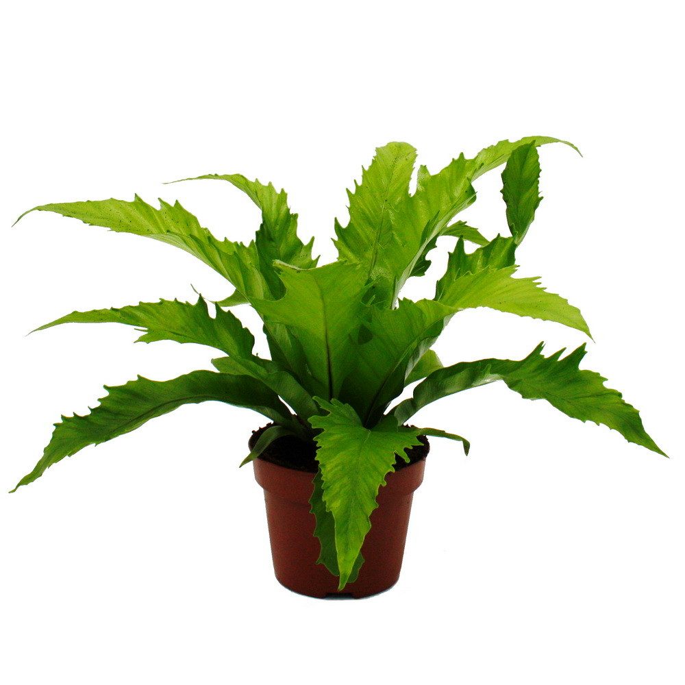 Exotenherz Zimmerpflanze Asplenium Farn-Sorten fürs Zimmer Nestfarn 12cm To günstig online kaufen