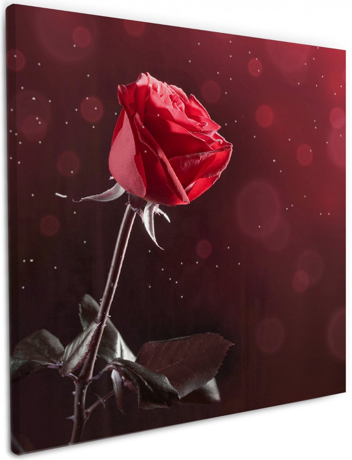 Wallario Leinwandbild, Rote Rose Single, in günstig online kaufen