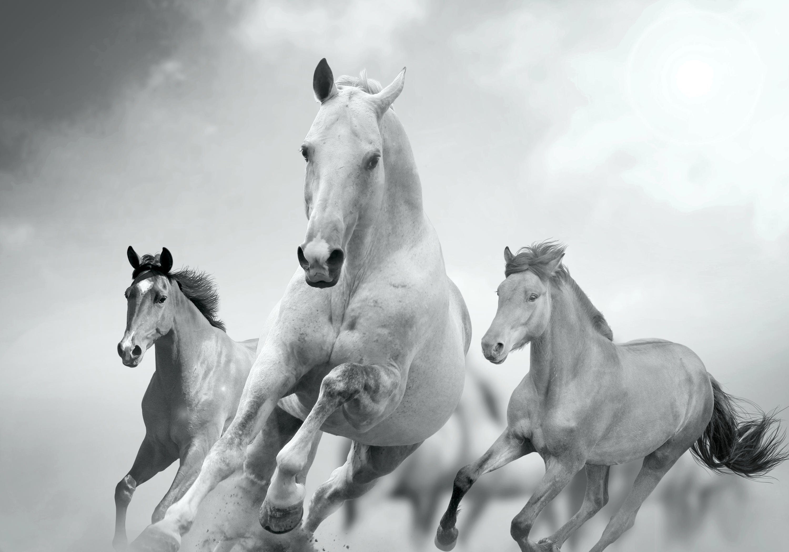 wandmotiv24 Fototapete Pferde laufen in Weiß und Schwarz, glatt, Wandtapete, Motivtapete, matt, Vliestapete
