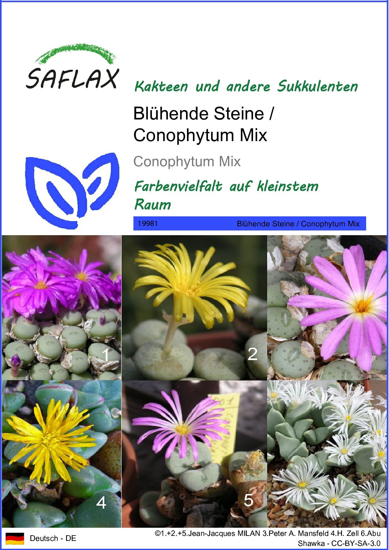 SAFLAX Blumensamen SAFLAX - Samen - Blühende Steine / Conophytum Mix