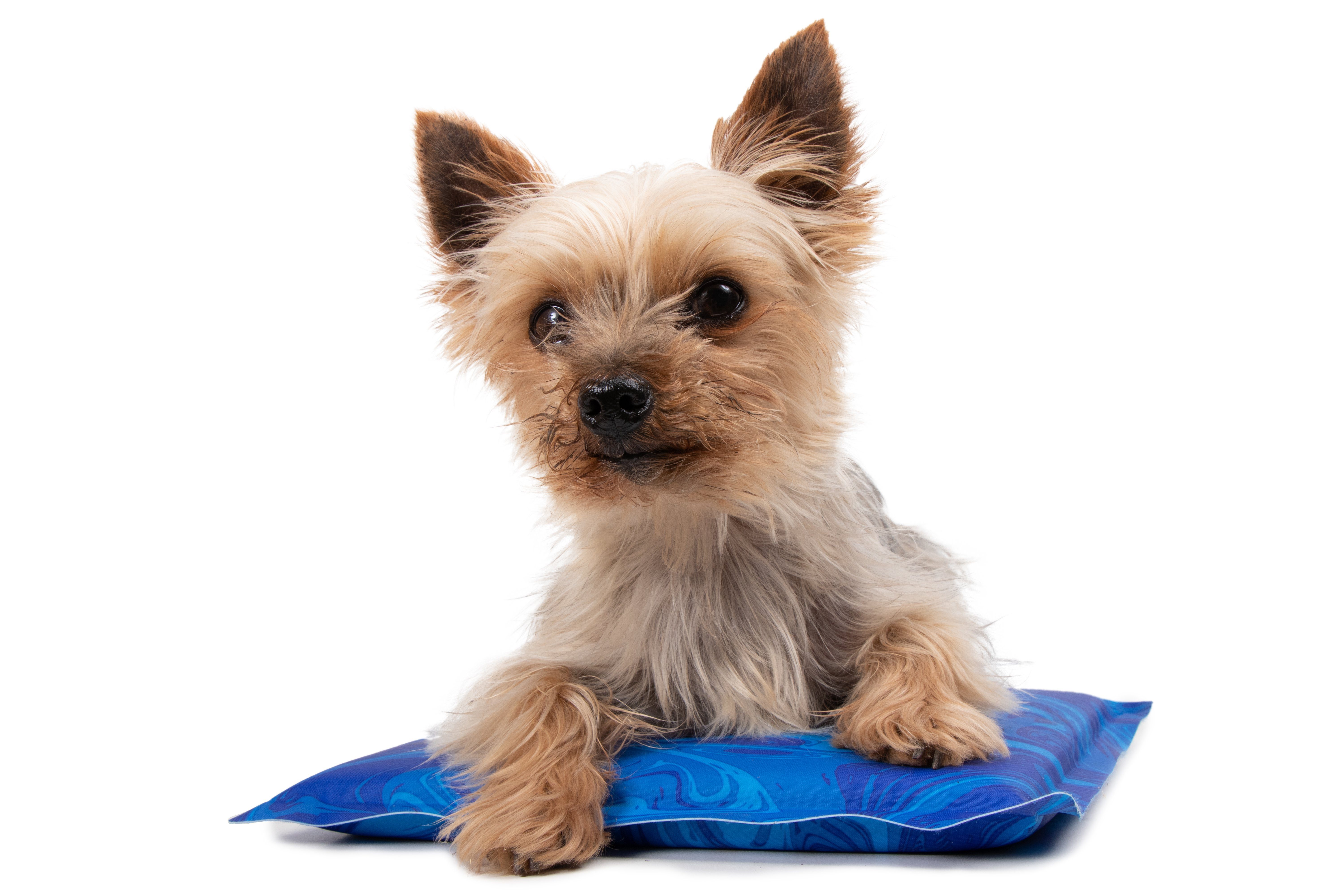 TrendPet Hundematte Arctic Comfort Kühlmatte, 100% günstig online kaufen