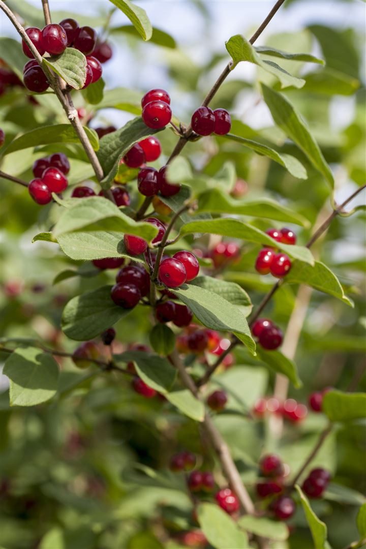 Pflanzen für Dich Gehölze Lonicera xylosteum, 1 St., Rote Heckenkirsche, Gemeine Heckenkirsche, Gewöhnliche Heckenkirsche