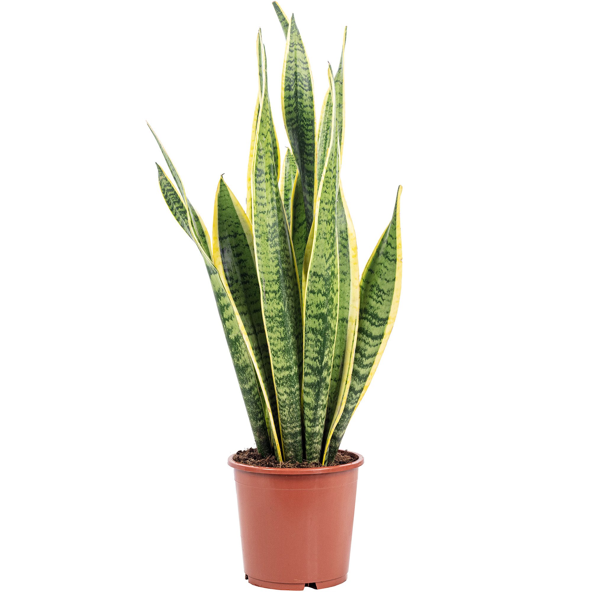 Flowerbox Zimmerpflanze Bogenhanf - Sansevieria trifasciata Laurentii, echt günstig online kaufen
