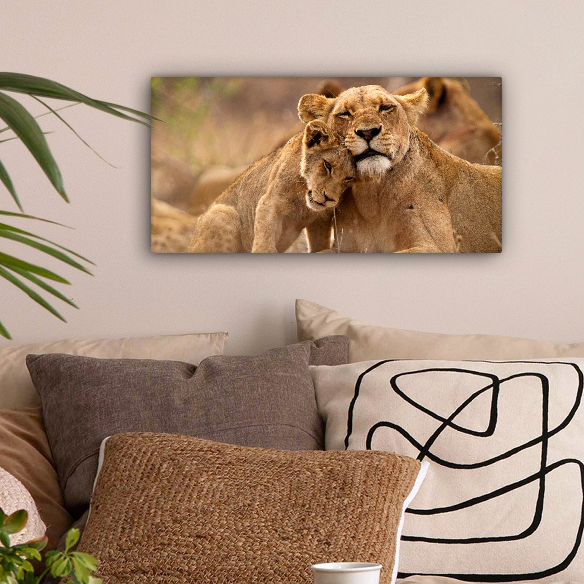 OneMillionCanvasses® Leinwandbild Panorama Löwe - Wilde günstig online kaufen