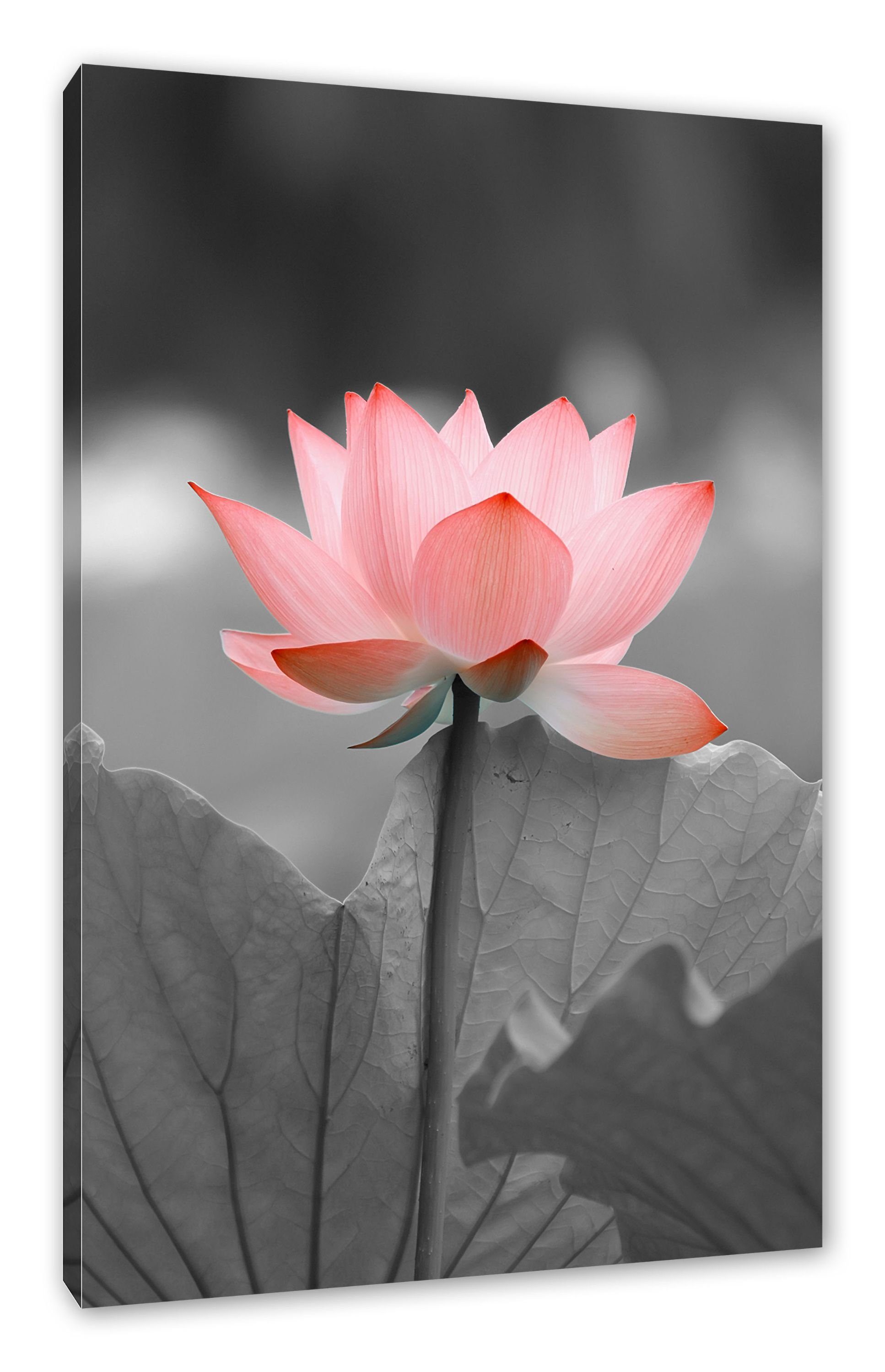 Leinwandbild Lotus, Leinwandbild Pixxprint wunderschöner (1 wunderschöner Zackenaufhänger Lotus fertig inkl. bespannt, St),