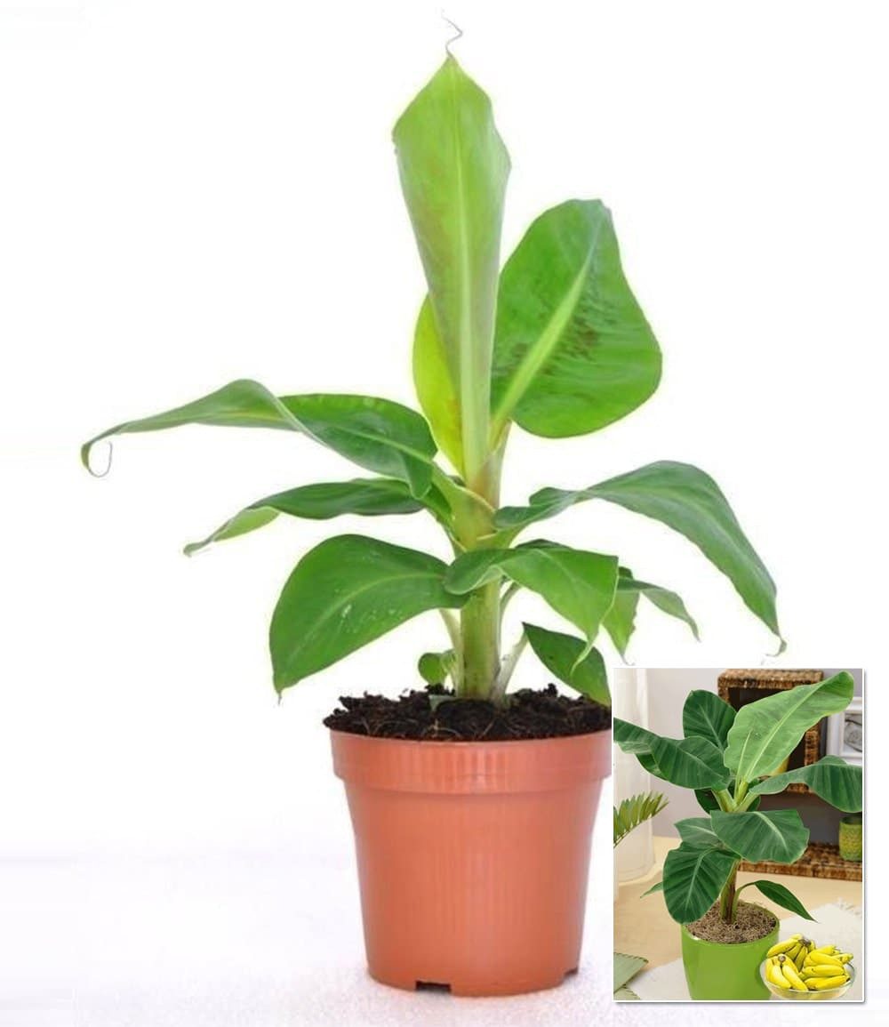 BALDUR Garten Bananenbaum Musa Banana Tropicana, 1 St., Bananenpflanze, pflegeleicht – Bild 2 von 2