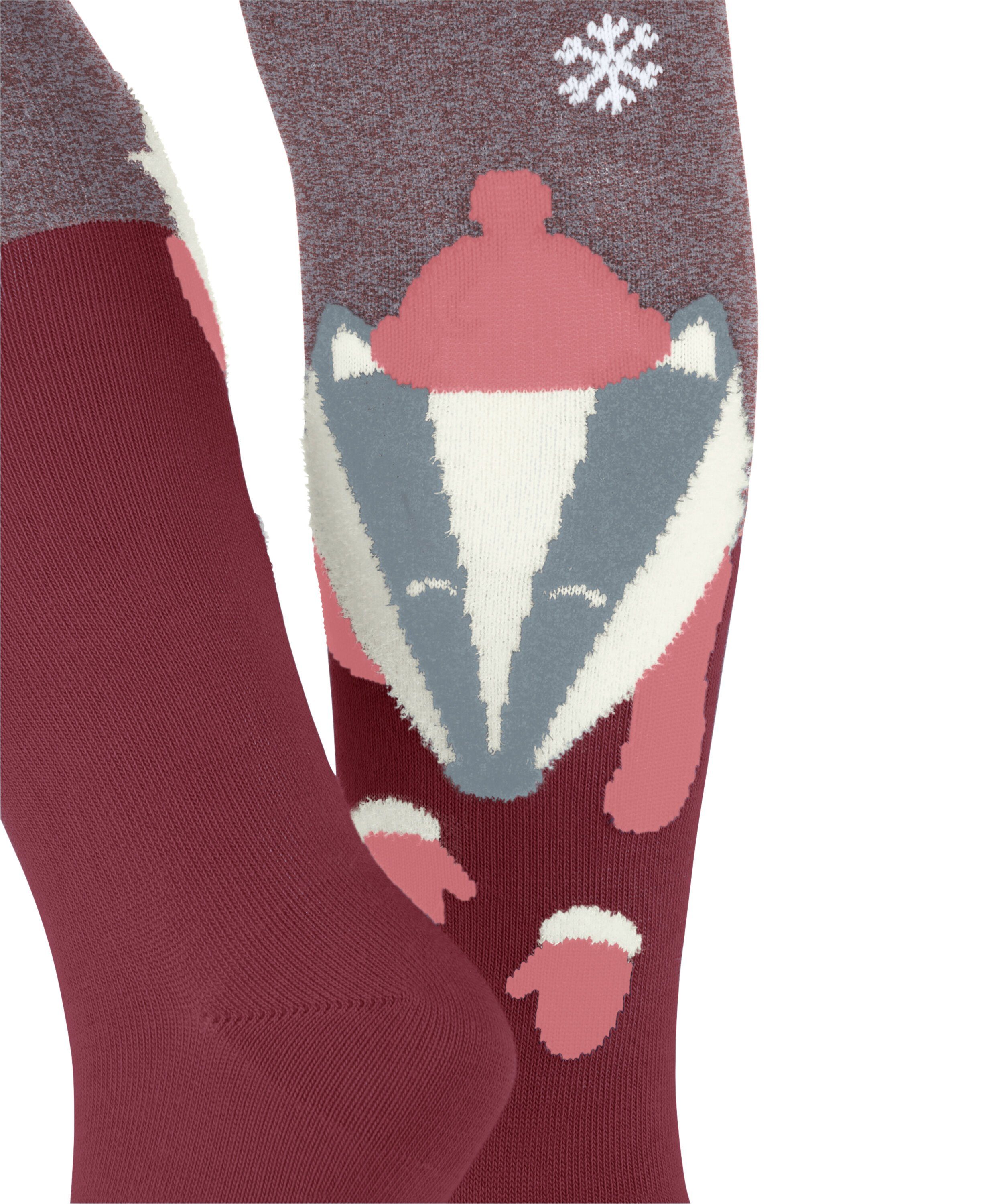 (8830) Biobaumwolle Badger Strickstrumpfhose (1 aus Winter St) ruby FALKE