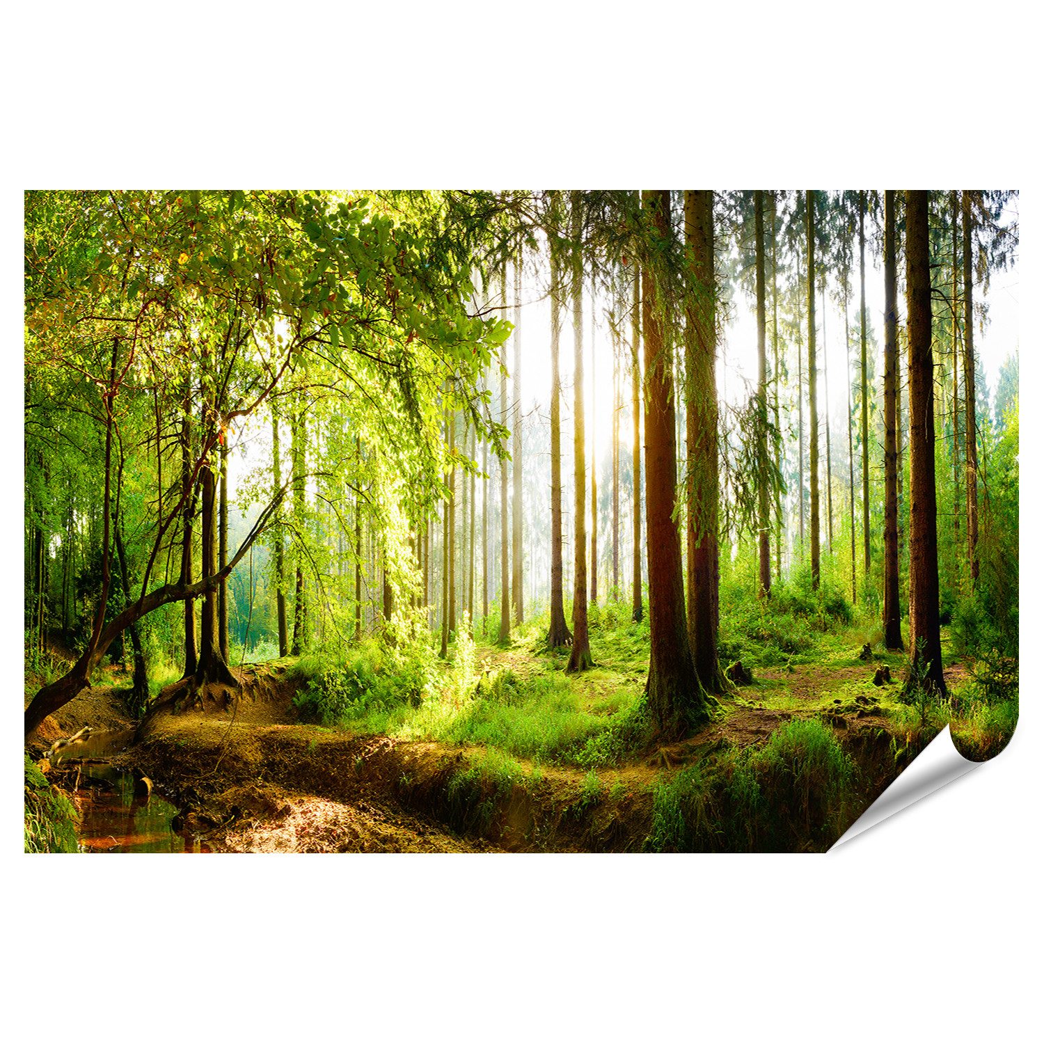 islandburner Poster Schöner Wald Frühling Helle Sonne Leuchtende Bäume Schöner Wald