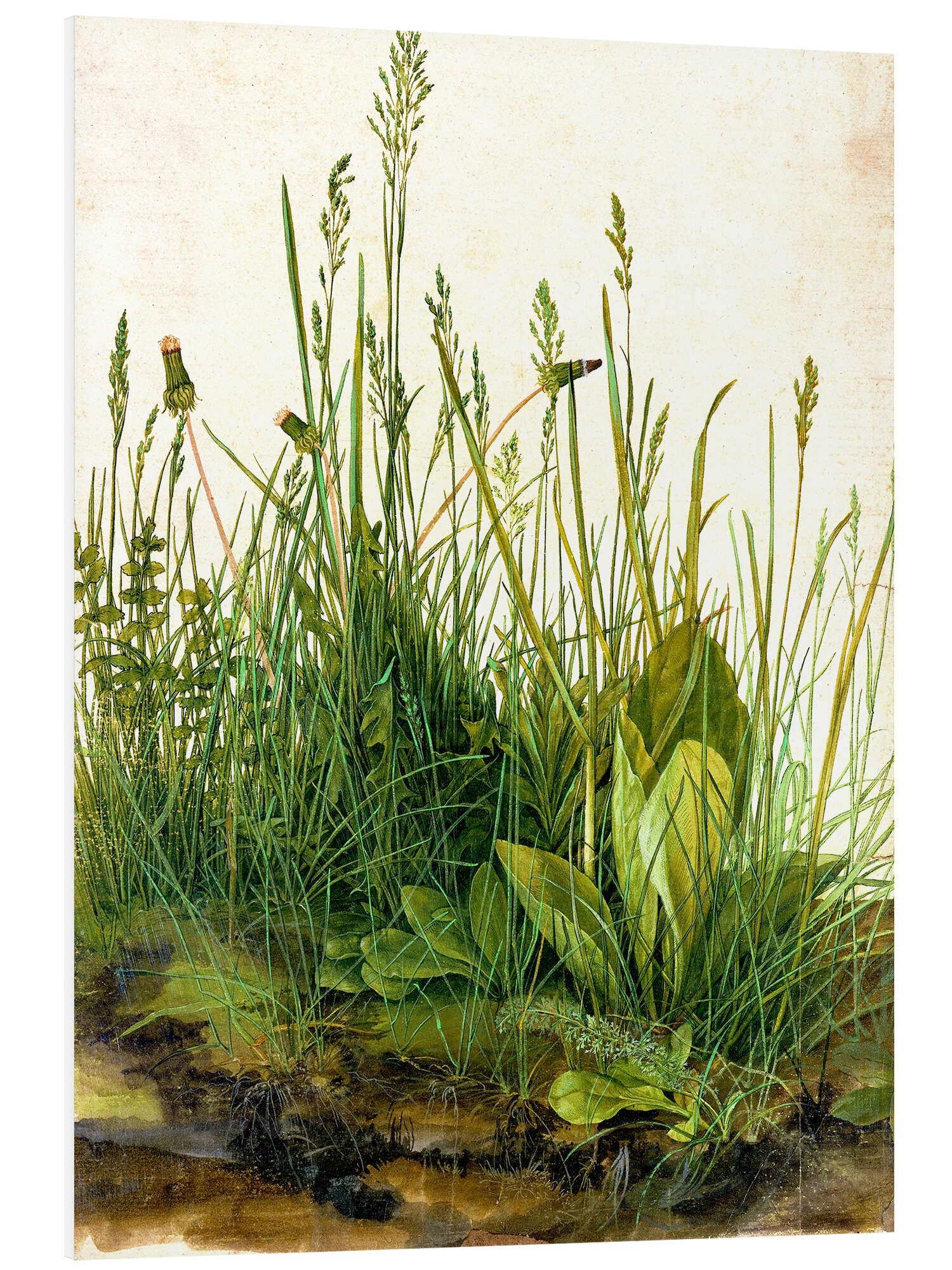 Forex-Bild Albrecht Dürer
