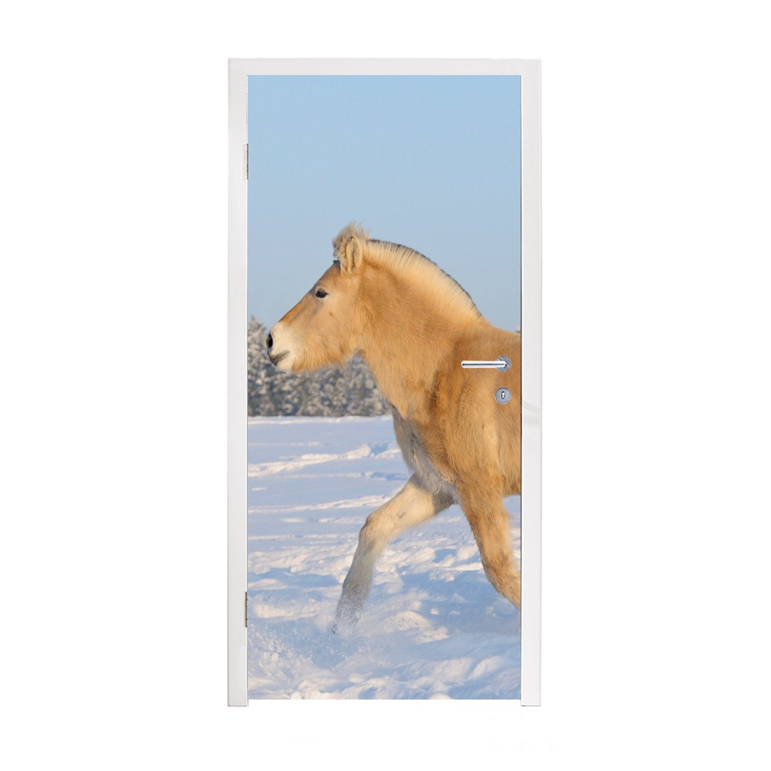 bedruckt, Türaufkleber, St), Türtapete cm für Schnee, 75x205 MuchoWow Fjordpferd Trabendes Matt, Fototapete (1 Tür, im