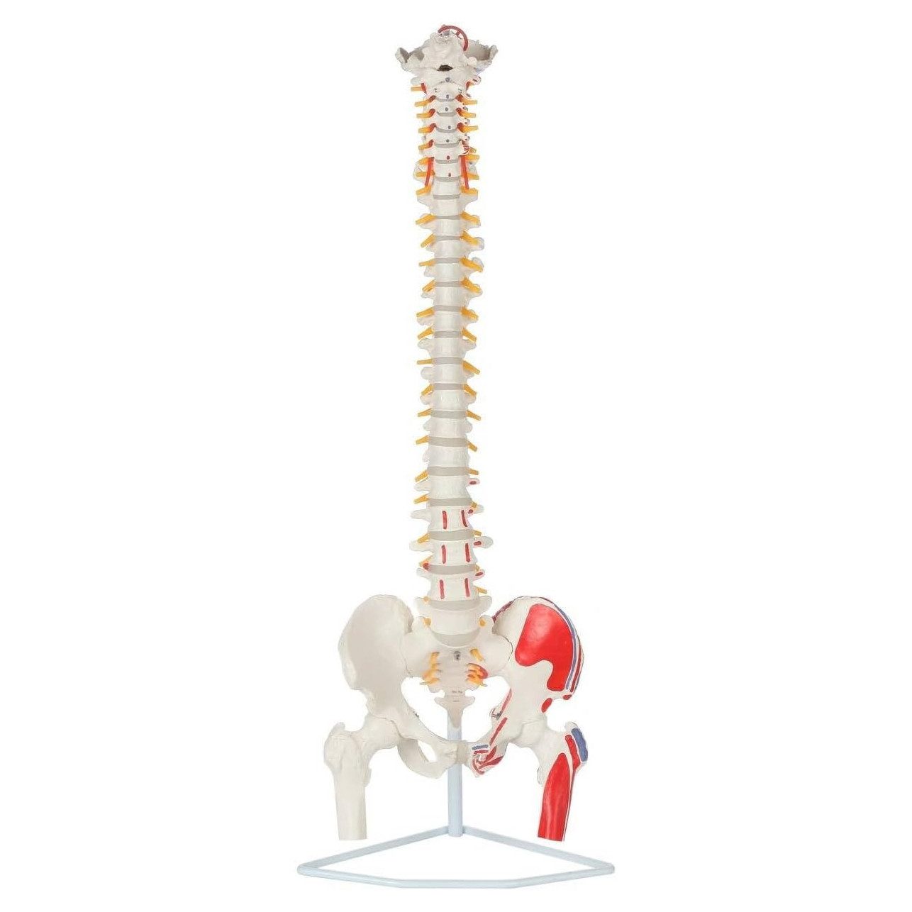 Cranstein Scientific Dekoobjekt Wirbelsäule Anatomie Modell lebensgroß Oberschenkelstümpfen & Muskelm