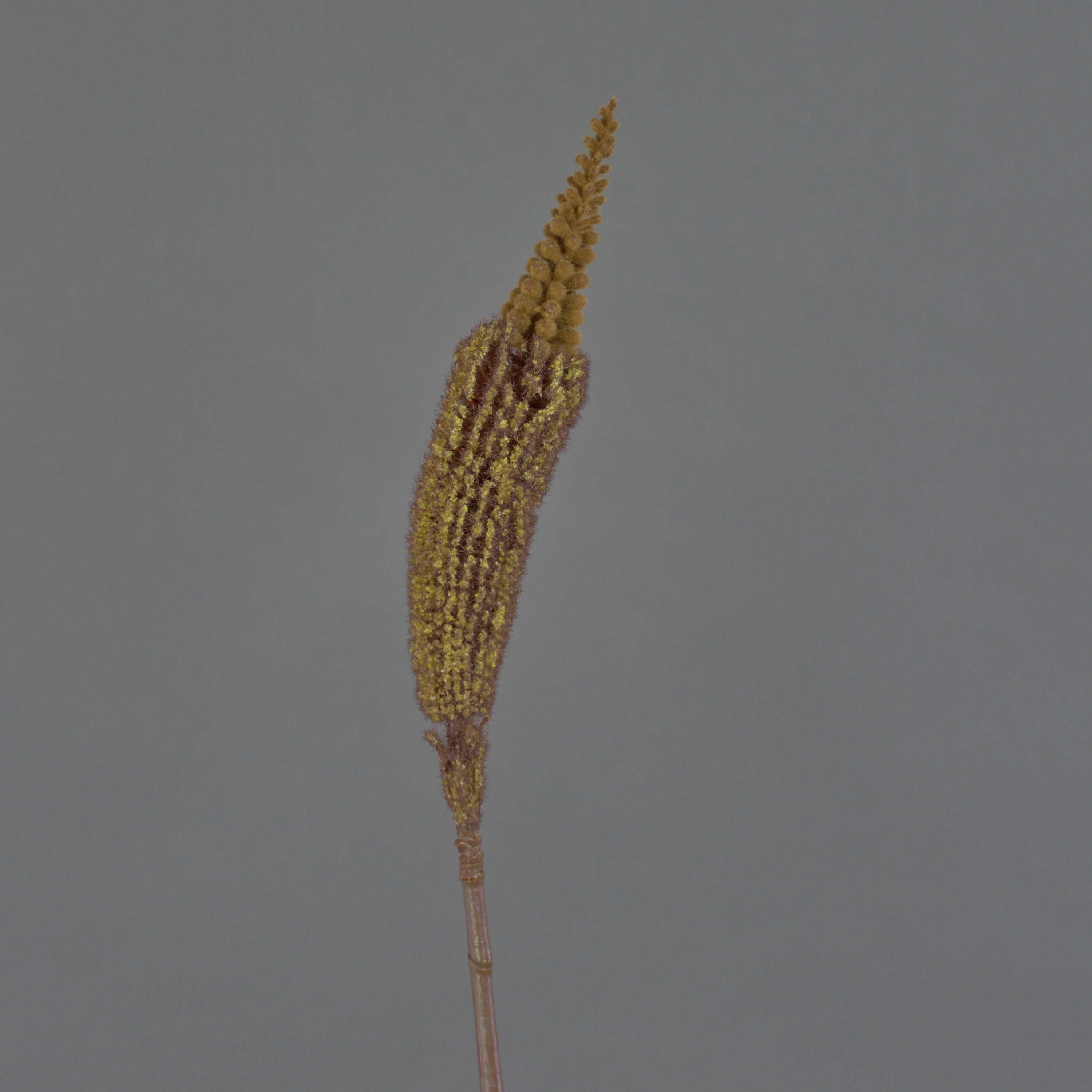Kunstblume Künstliche Blume Bulbinella TALUNA, Hellbraun, 65cm, Ø 6cm Bulbinella, artplants, Höhe 65.0 cm