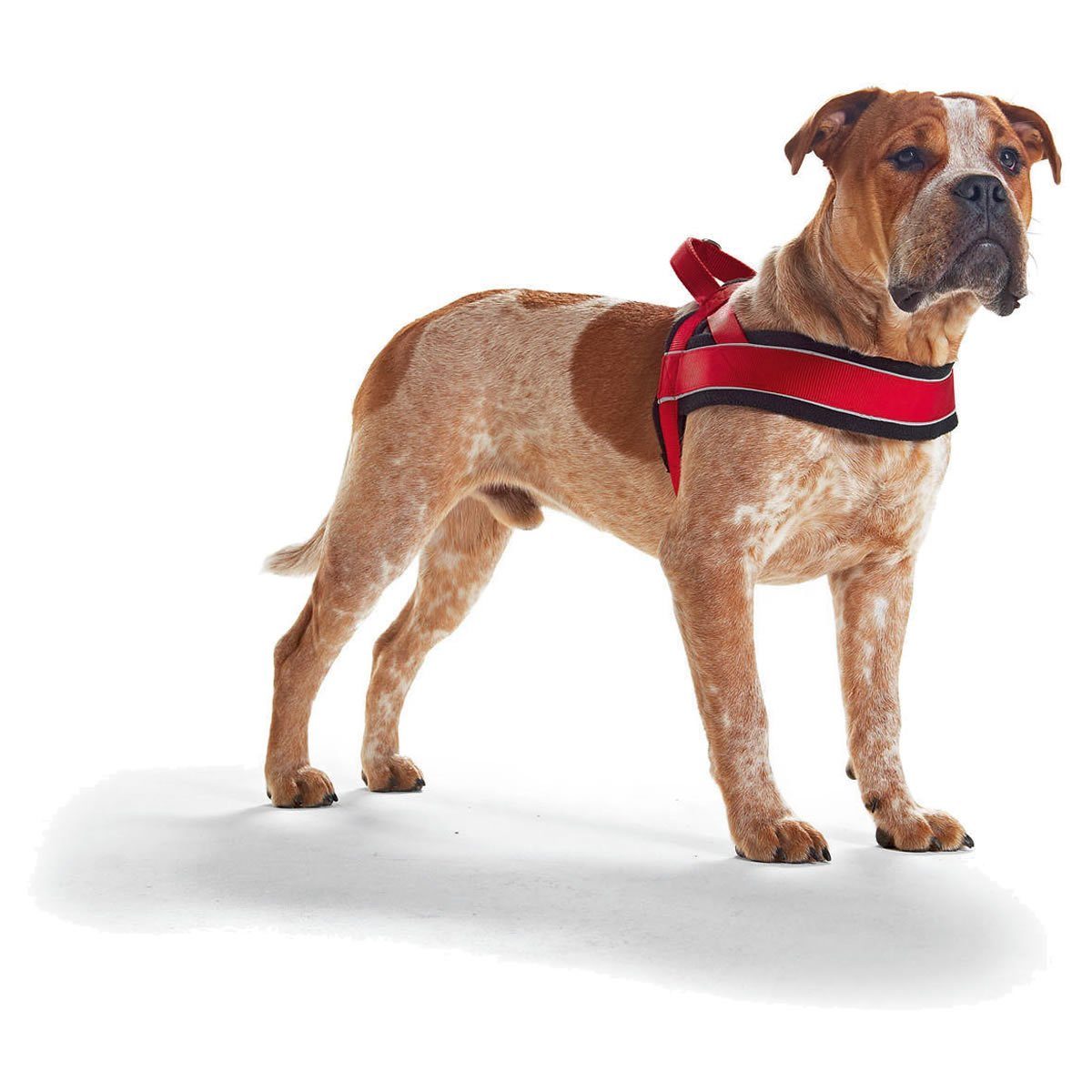 Hunter Tierbedarf Hunde-Geschirr Norwegergeschirr Racing rot/schwarz günstig online kaufen