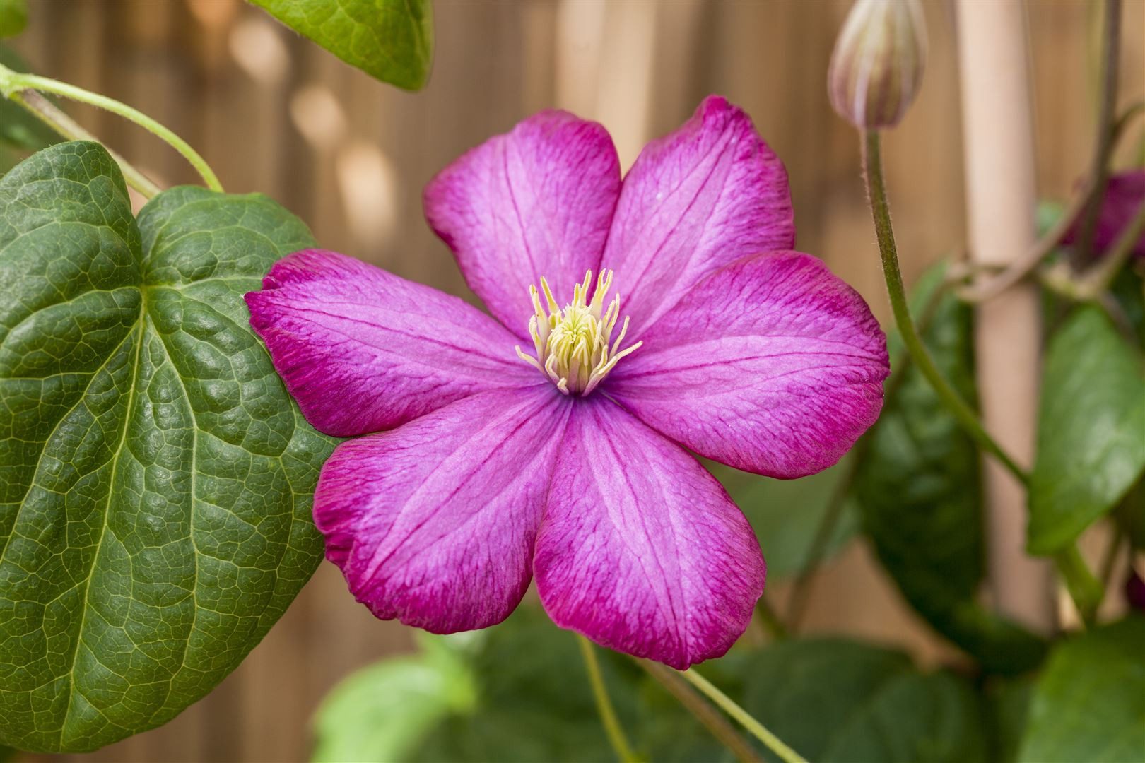 Pflanzen für Dich Kletterpflanze Clematis Hybride Ville de Lyon, 1 St., Waldrebe, Clematis, karminrot, langblühend