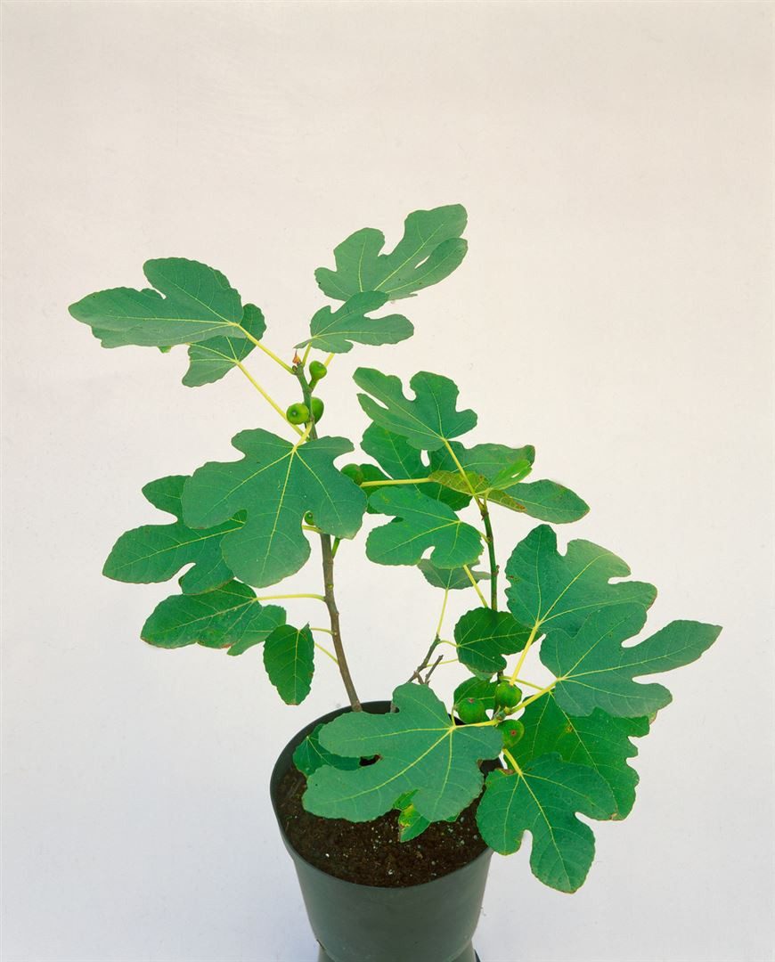 Pflanzen für Dich Gehölze Ficus carica Brown Turkey, 1 St., Echte Feige, Fe günstig online kaufen