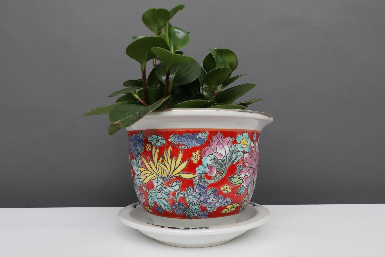 Yajutang Topfpflanze