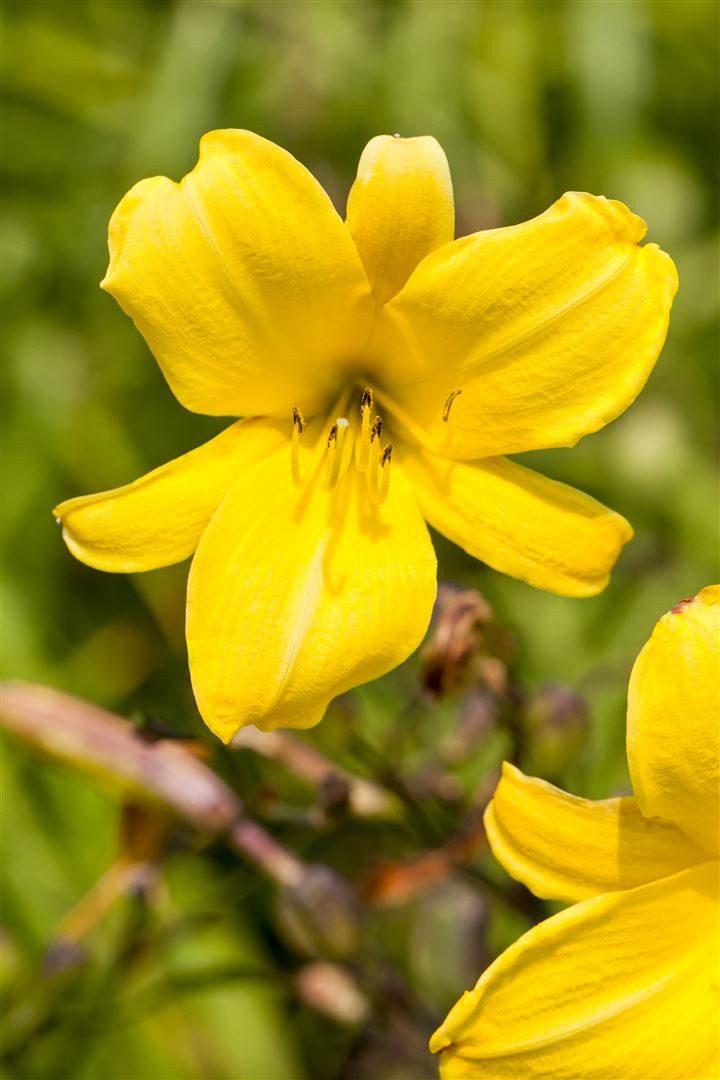 Pflanzen für Dich Staude Hemerocallis cult. Mini Stella, 1 St., Taglilie