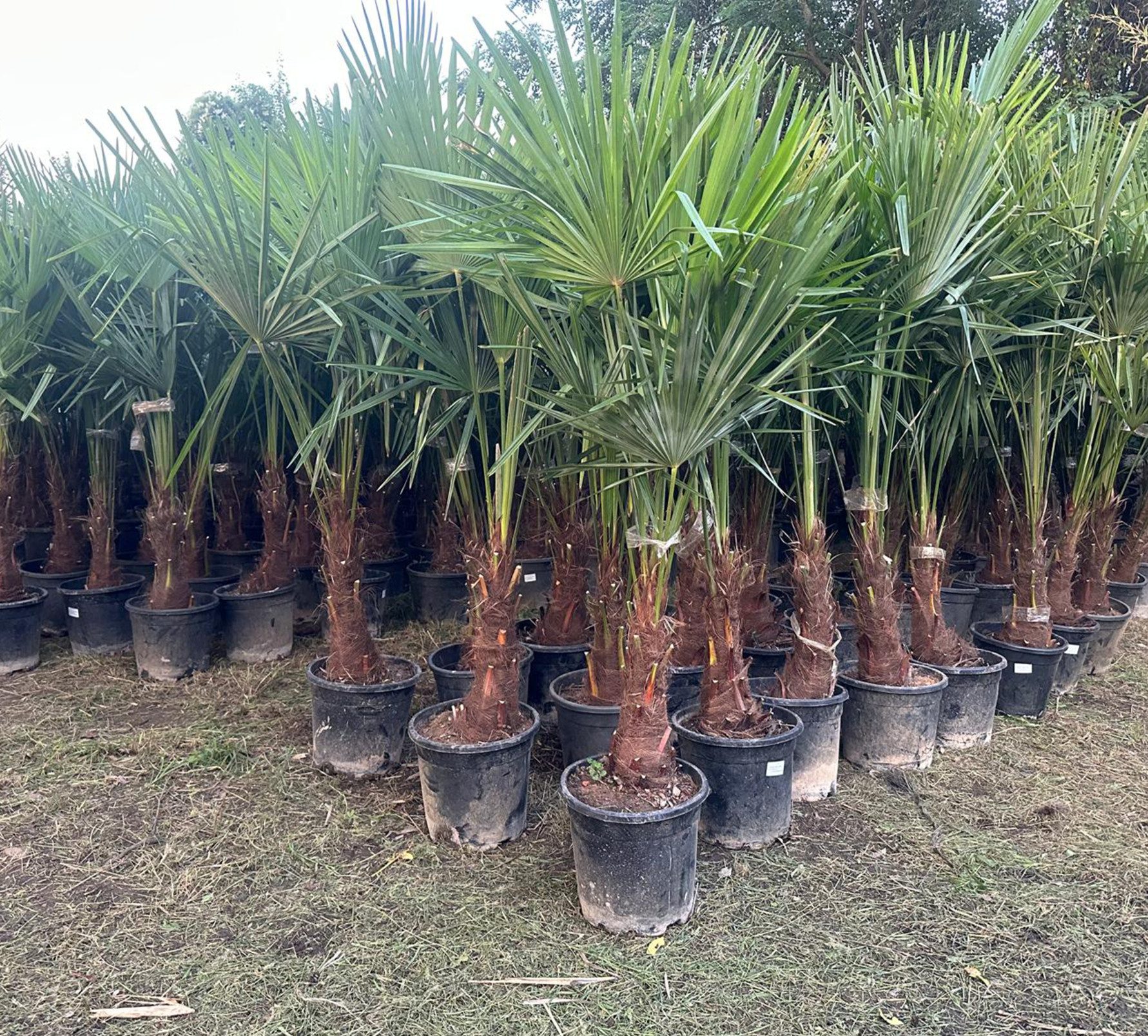 Palms-Store Baum PALME TRACHYCARPUS FORTUNEI Höhe ca.: 180cm, Chinesische Hanfpalme, Winterhart bis ca. –19 °C
