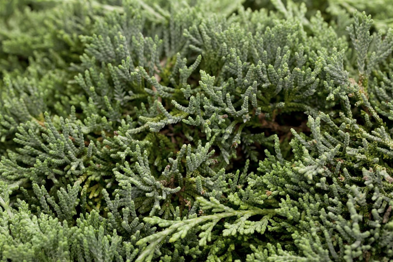 Pflanzen für Dich Konifere Juniperus horizontalis Icee Blue, 1 St., Kriech-Wacholder, Teppich-Wacholder, blaugrau, bodendecker