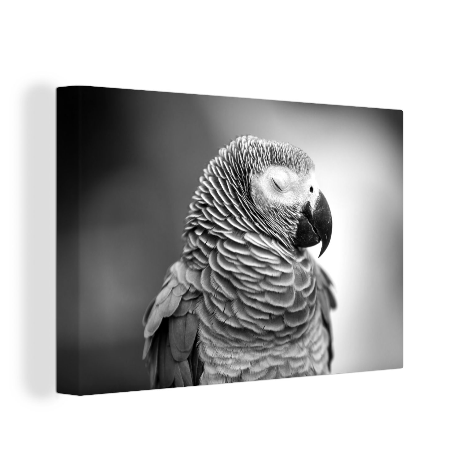 OneMillionCanvasses® Leinwandbild Nahaufnahme eines schlafenden Gartenrotschwanzes oder Papageis -, (1 St), Wandbild Leinwandbilder, Aufhängefertig, Wanddeko, 30x20 cm