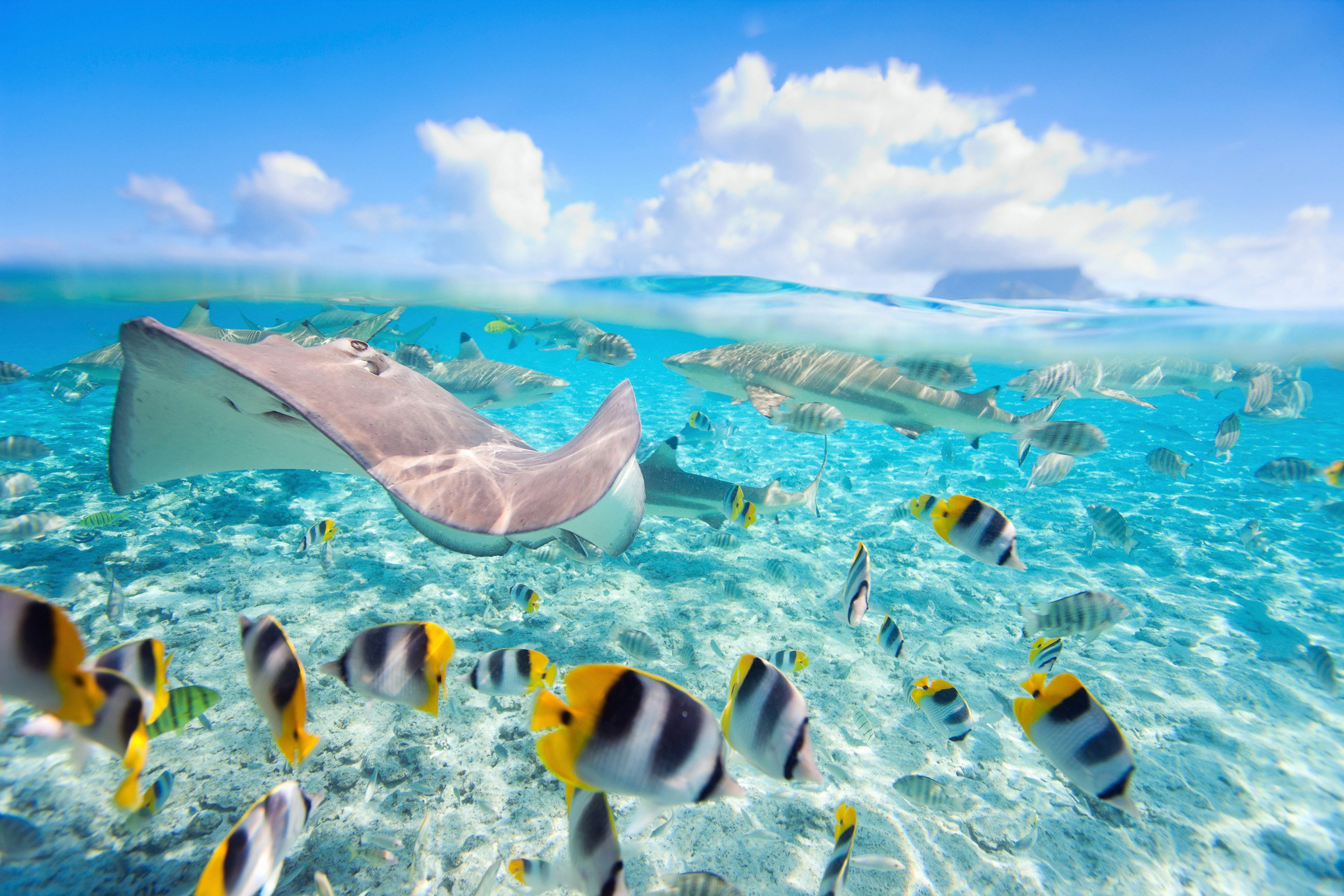 Fototapete UNTERWASSER-WELT-FISCHE KORALLE SEE MEER TIERE OZEAN