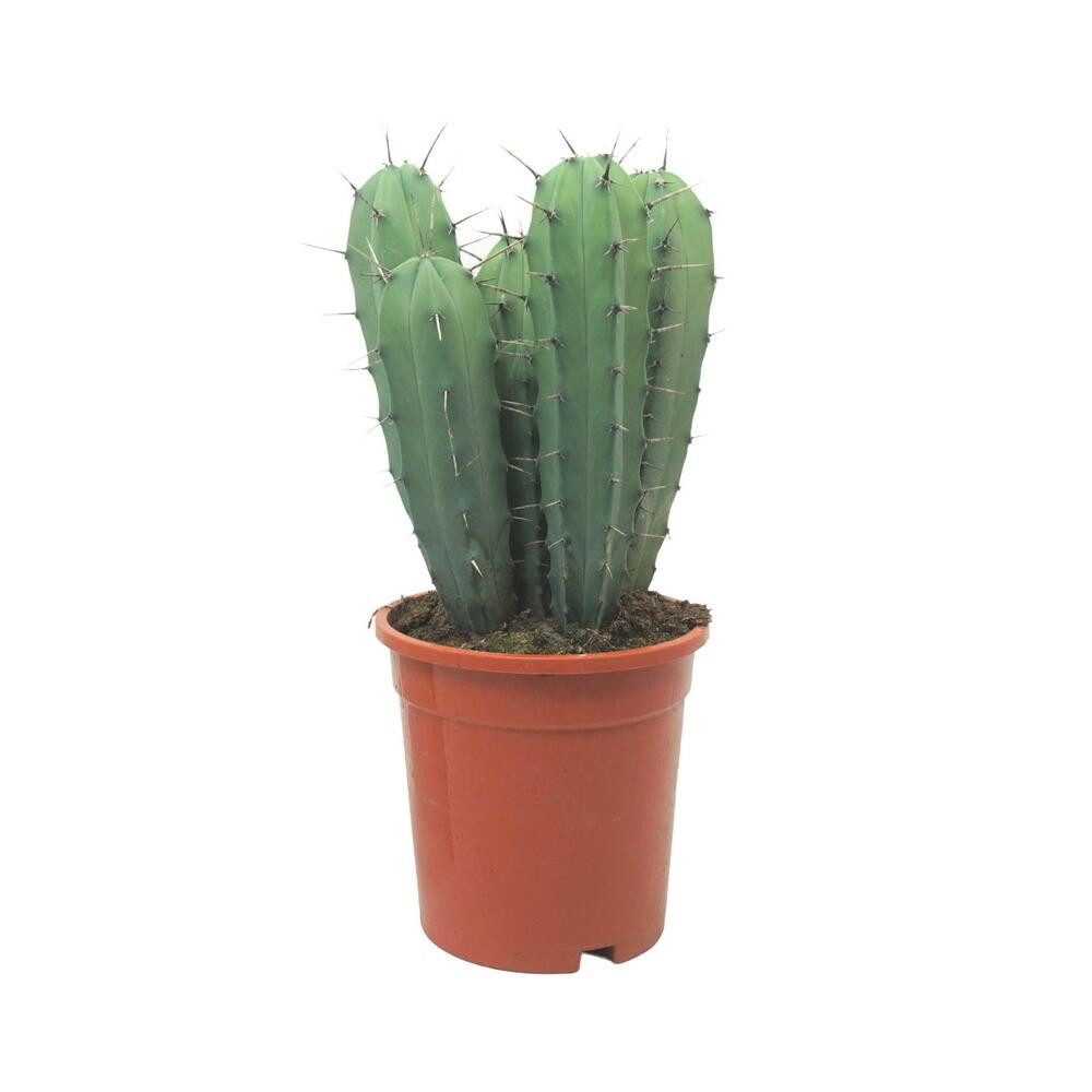 Kaktus Stahlblauer Heidelbeerkaktus Myrtillocactus geometrizans 17cm Topf