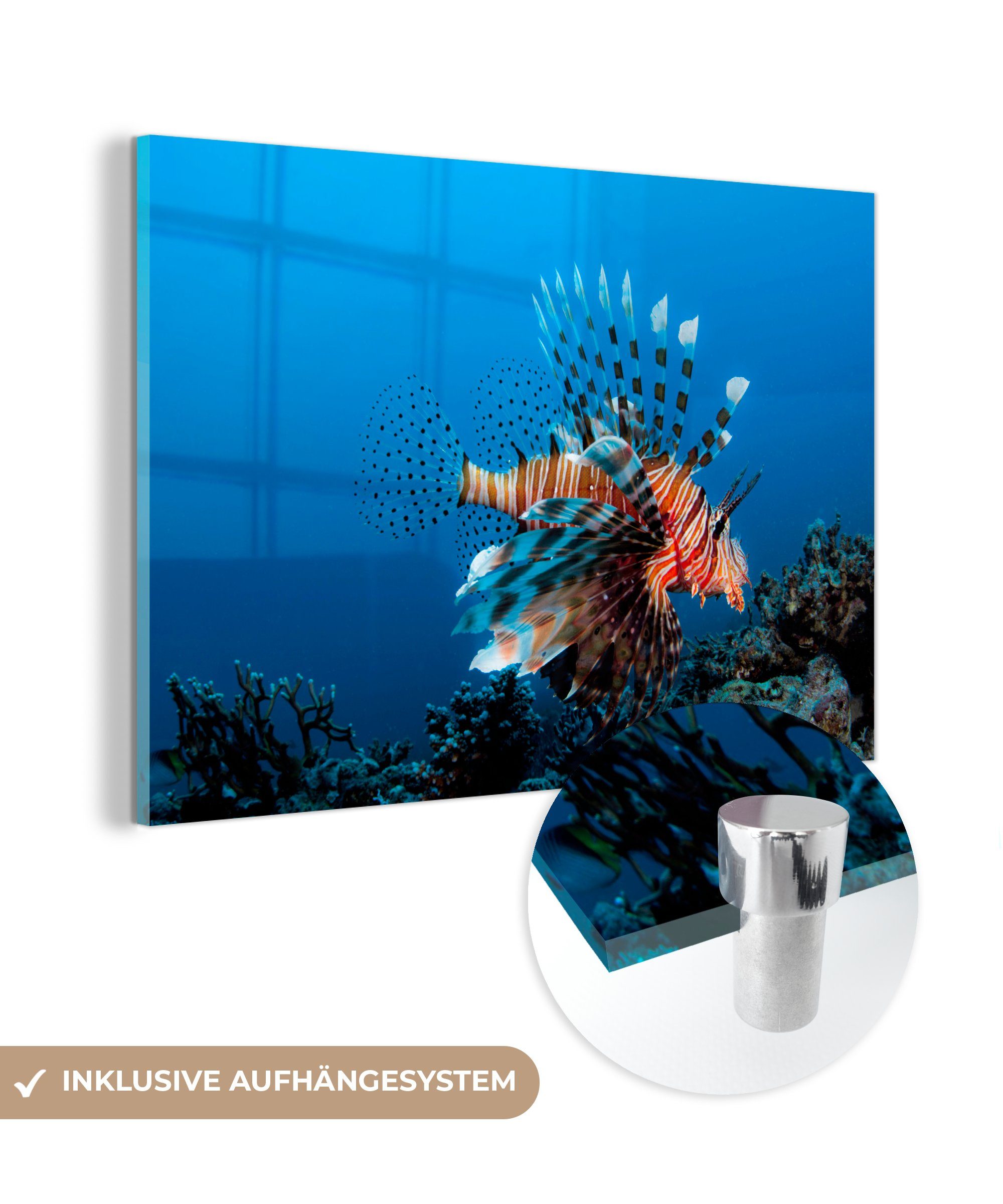 MuchoWow Acrylglasbild Wasser - Fische - Korallenteufel, (1 St), Acrylglasbilder Wohnzimmer & Schlafzimmer