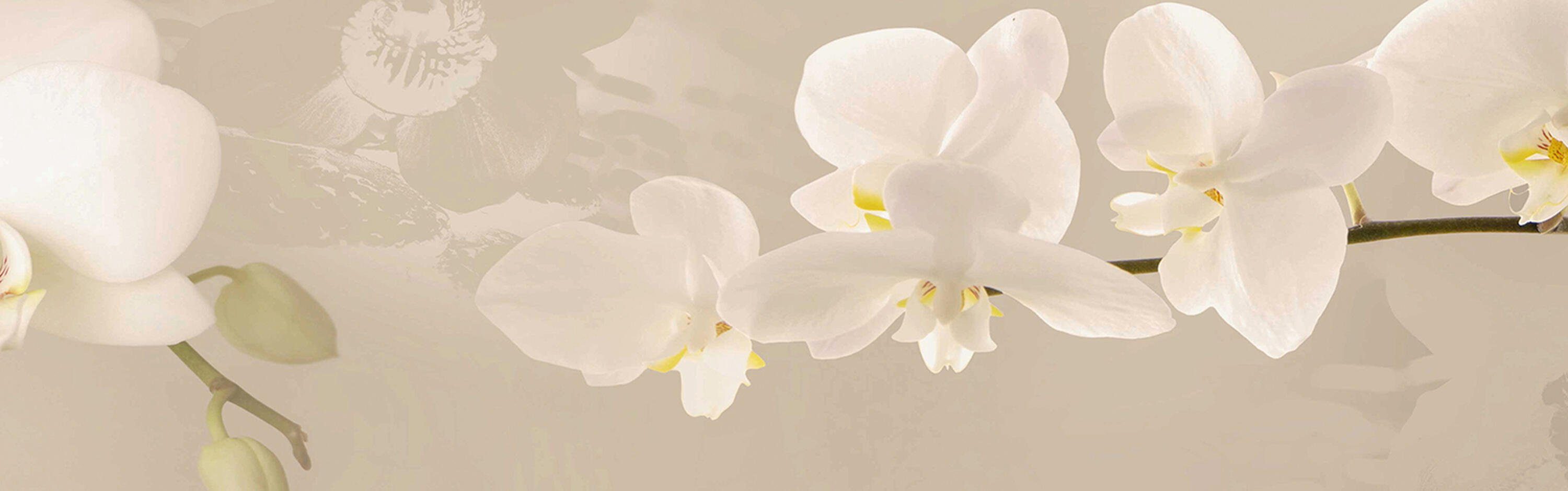Hartschaum wandmotiv24 Orchidee Hintergrund in Premium Hell Küchenrückwand Zweig versch. Größen Nischenrückwand (1-tlg), Weiß,