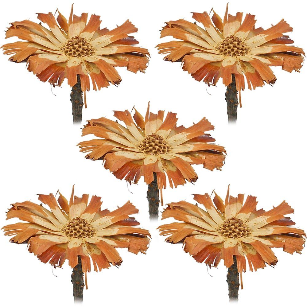 Kunstblume Zuckerbüsche Protea Trockenblumen natur hell 5er Set Zuckerbüsche, matches21 HOME & HOBBY, Höhe 8 cm