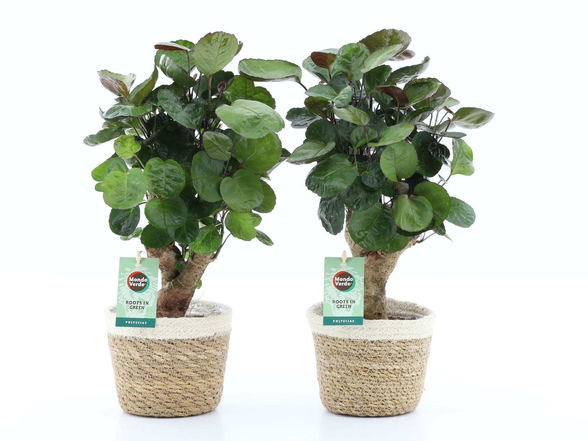 meinvipshop Zimmerpflanze Fiederaralie Polyscias 2er Set mit Übertopf 40cm