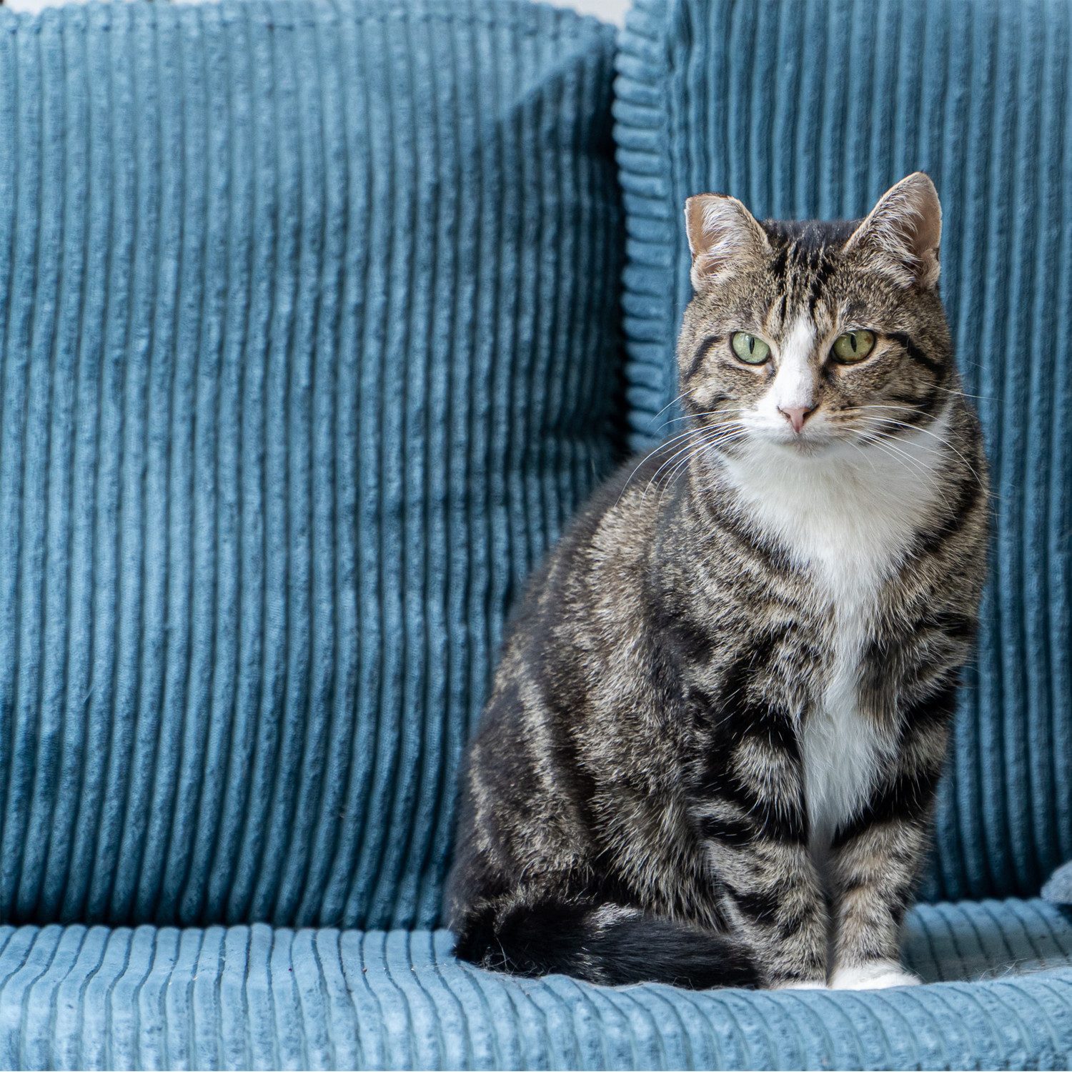 novely® Stoff PORTO - Polsterstoff in Breitcord-Optik - Ultraweicher Möbelstoff, Samtige Haptik, Reißfest, Fusselfrei, Robust, Meterware, 1lfm