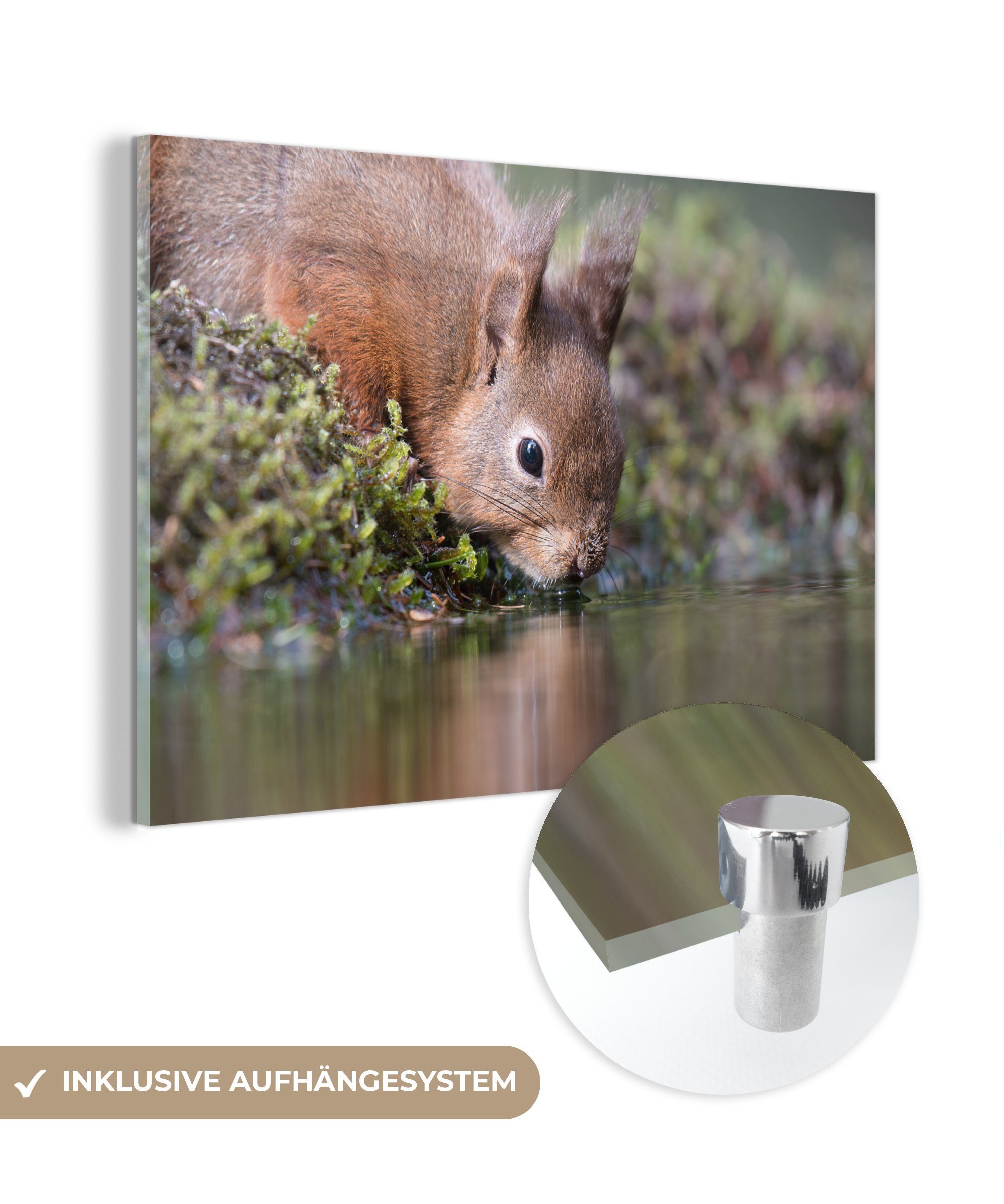 MuchoWow Acrylglasbild Eichhörnchen - Tier - Wasser, (1 St), Acrylglasbilder Wohnzimmer & Schlafzimmer