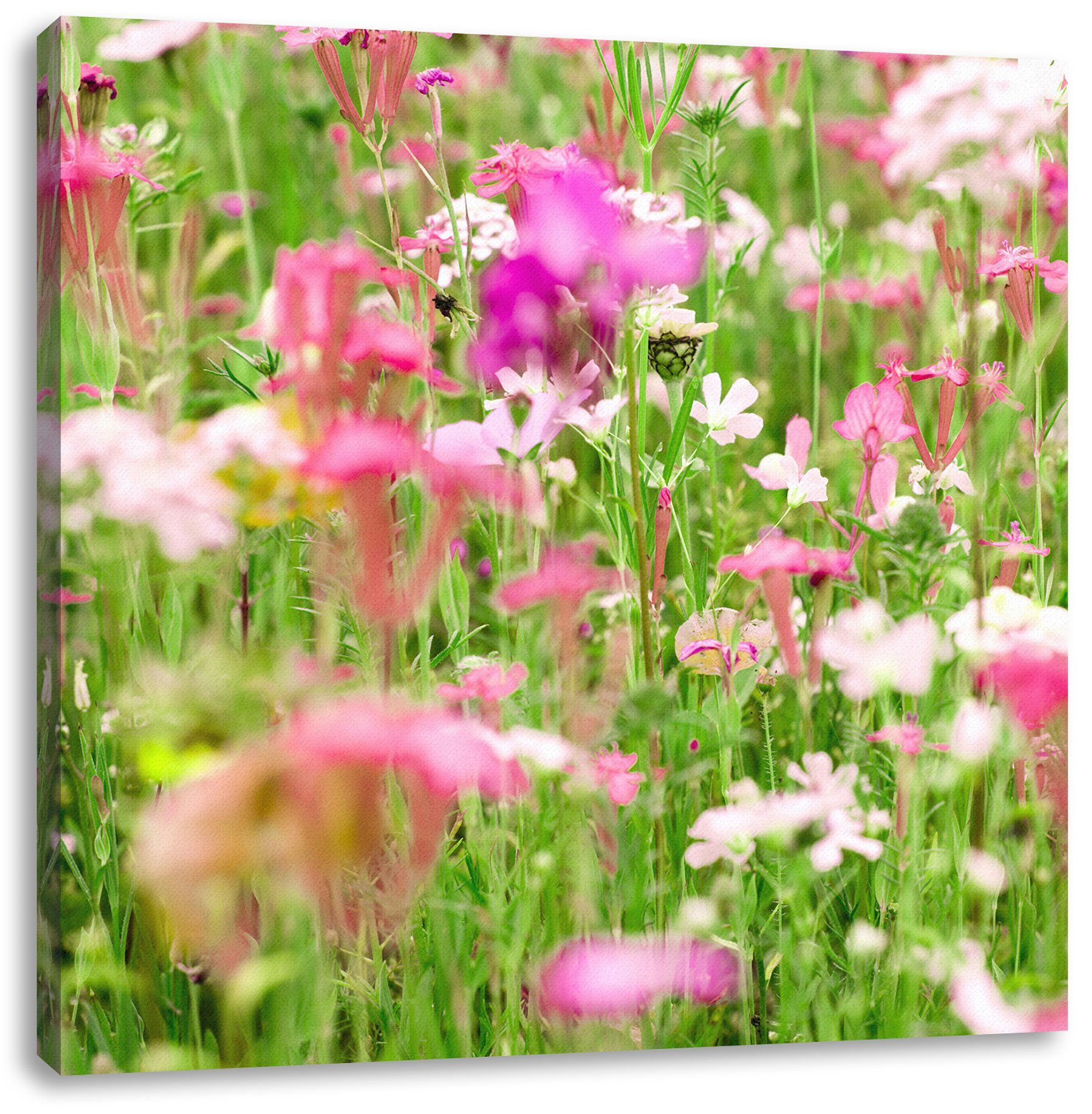 Blumenwiese, fertig inkl. Zackenaufhänger St), Leinwandbild Leinwandbild Wundervolle Blumenwiese bespannt, Wundervolle (1 Pixxprint