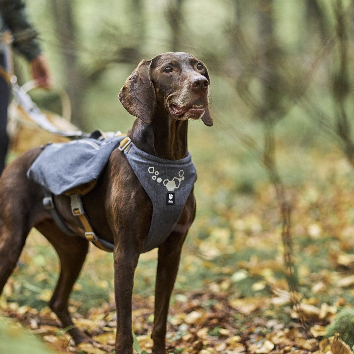 HURTTA Hunde-Geschirr Expedition Pack Rucksack blackberry (grau)